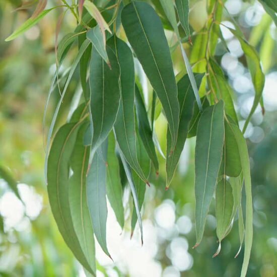 Eukalyptus-Rosmarinseife
